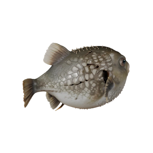 Реалистичная 3D модель рыбы-фугу - rigged PBR ассет для игр