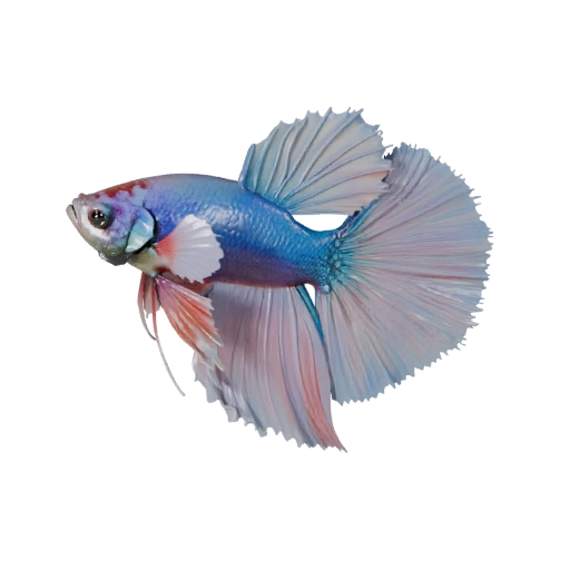 3D модель Петушок для Blender - PBR ресурс с текстурами | PBR