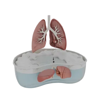 3D-модель «Учебное легкое», вид три четверти спереди, рендер студии AR-просмотрщика, показывающий цвета мягких тканей, силуэт
