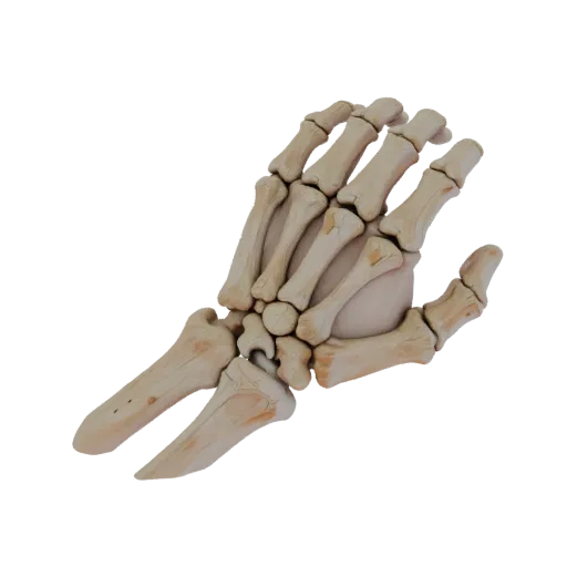 3D модель суставных костей руки для обучения, рендер с трех четвертей, показывающий поверхности костей, скелетные ориентиры.