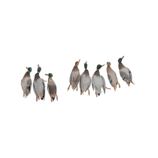 Рендер 3D модели девяти чучел кряквы в различных естественных позах, расположенных двумя группами.