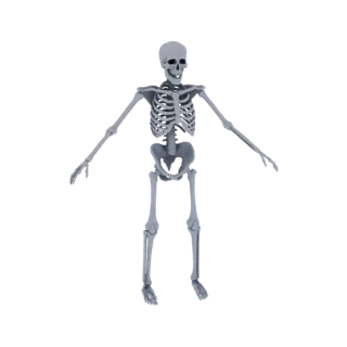 Полноростовая 3D модель скелета человека, стоящего с раскинутыми руками, на белом фоне.