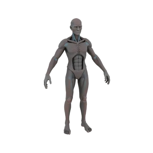 3D-модель анатомической фигуры человека с проработанной мускулатурой, стоящая на белом фоне.