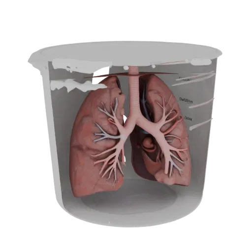 Реалистичная 3D-модель учебного легкого, трехчетвертной студийный рендер, показывающий цвета мягких тканей, силуэт органа.