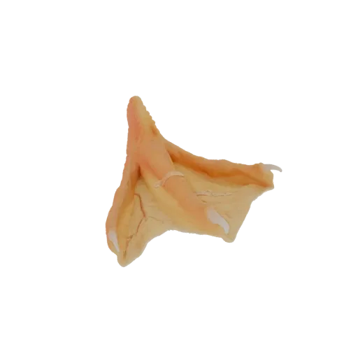 Реалистичная 3D модель утиной лапы, показывающая детализированные перепонки и когти на черном фоне.