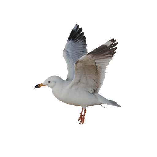 3D модель чайки для Unity - Игровой готовый ассет, FBX | Бесплатно