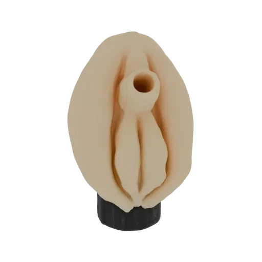 3D модель женских гениталий, показывающая детализированные структуры половых губ и клитора, на черной подставке.
