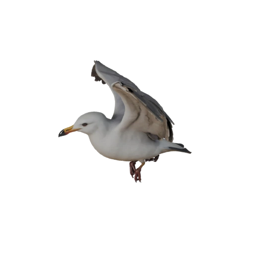 Реалистичная 3D модель чайки - rigged PBR ассет для игр | PBR