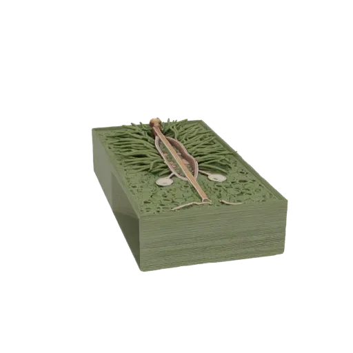 3D-модель изометрического поперечного среза хвои Abies concolor, показывающая внутреннюю клеточную структуру, проводящие пучк