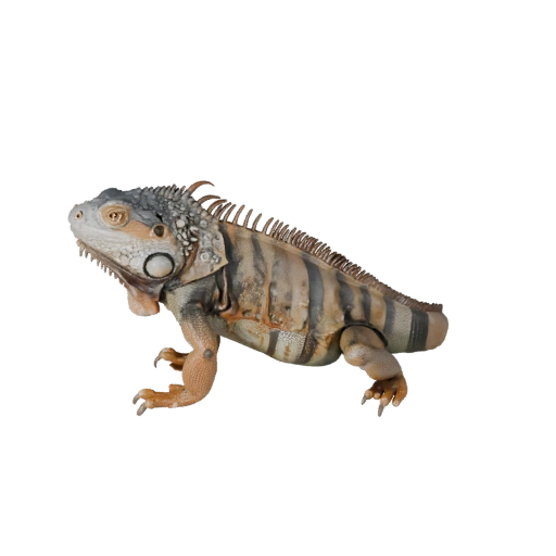 Реалистичная 3D модель игуаны - rigged PBR ассет для игр | PBR