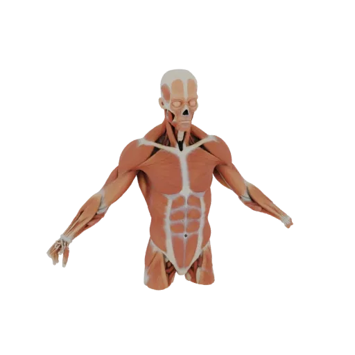 3D-модель Набора анатомии мышц класса, вид три четверти спереди, студийный рендер AR-просмотрщика, показывающий детали и масш