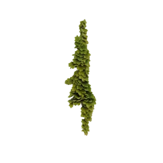 3D модель свисающей гирлянды, состоящей из множества мелких зеленых листьев суккулентов, каскадом ниспадающих вниз.