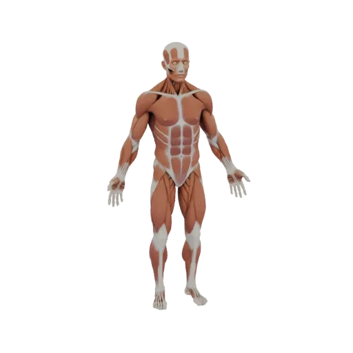 3D-модель набора анатомии мышц для класса, вид сбоку, рендер в техническом окне, показывающий детали материала и масштаб.