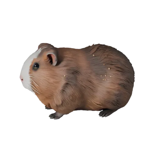 3D модель морской свинки, вид сбоку игровой камеры, готовый для Unity ассет животного с балансом позы, анатомическими особенн