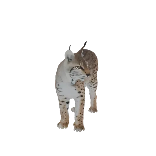 Реалистичная 3D модель рыси, стоящая настороженно, демонстрирующая пятнистый мех и кисточки на ушах на белом фоне.