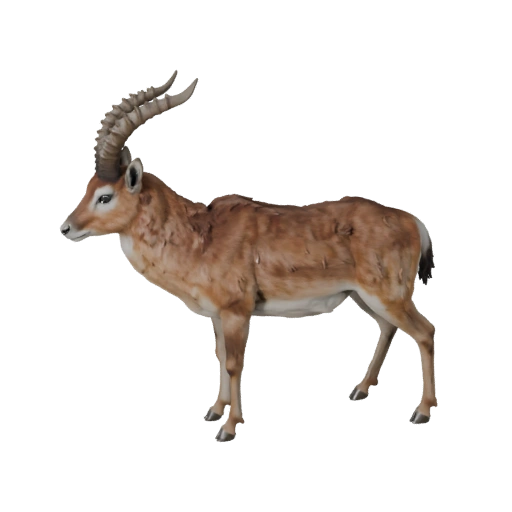 Реалистичная 3D модель газели - rigged PBR ассет для игр | PBR