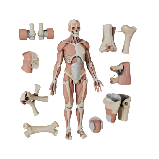 Стилизованная 3D-модель модульного набора анатомии суставов, стилизованный изометрический рендер, показывающий нейтральные об