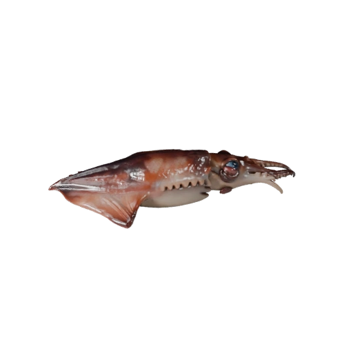 Реалистичный 3D кальмар - rigged PBR ассет для игр | Бесплатно