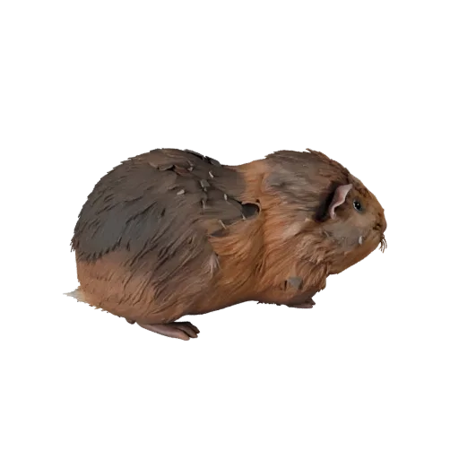3D модель морской свинки, вид сбоку, рендер дикой природы, готовый для Blender ассет животного с детализацией поверхности, ри