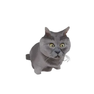 3D модель серого британского короткошерстного кота с широко раскрытыми удивленными желтыми глазами и открытым ртом, сидящего.