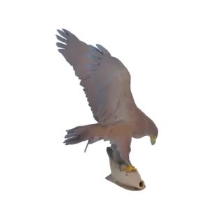 3D модель бурого орла в полете, с расправленными крыльями, держащего рыбу в когтях на белом фоне.