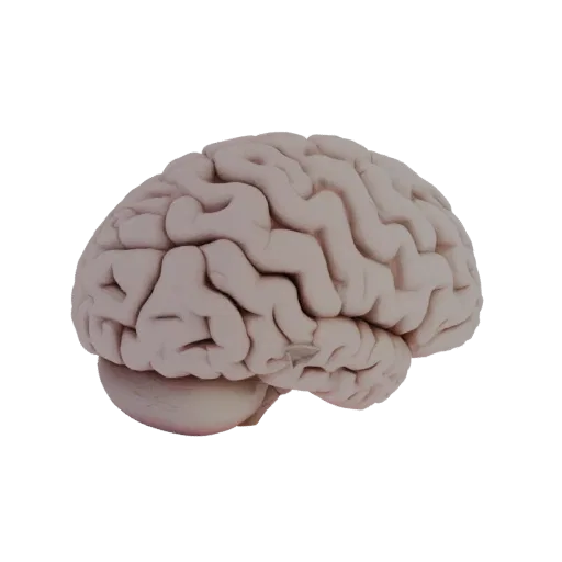 Высокополигональная 3D-модель Учебного мозга, студийный рендер крупным планом, показывающий цвета мягких тканей, силуэт орган