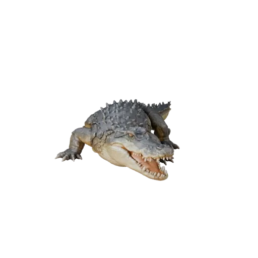 Реалистичная 3D модель крокодила, рендер дикой природы в профиль, готовый к анимации ассет животного с детализацией чешуи, пл