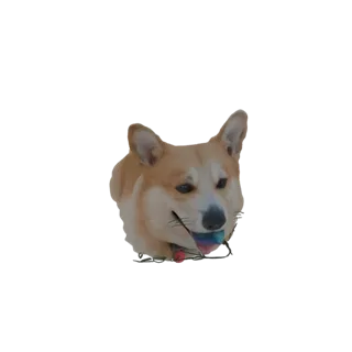3D модель корги с цветным мячом во рту и гирляндой вокруг головы, смотрящая вперед.