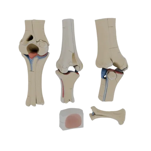 Печатаемая 3D-модель Набор Анатомии Человеческого Сустава, изометрический STL-рендер, показывающий нейтральные образовательны