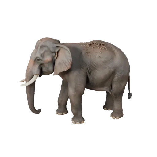 3D модель азиатского слона, вид сбоку, рендер дикой природы, готовый для Blender ассет животного с четкой анатомией, естестве