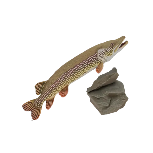 3D модель щуки, плывущей возле двух текстурированных камней, с реалистичной детализацией.