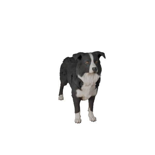 3D модель собаки породы Бордер-колли для Unity - Готовый игровой ассет, FBX