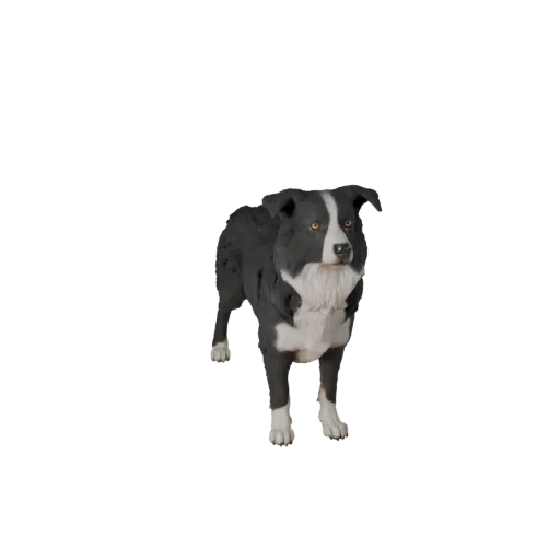 3D модель Border Collie Dog, вид сбоку игровой камеры, готовый для Unity ассет животного с направлением шерсти, объемом груди
