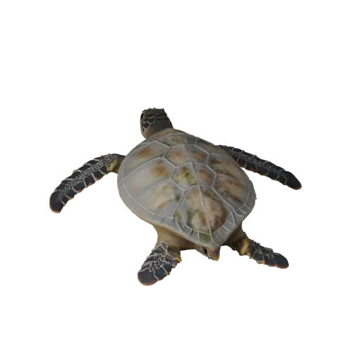 3D модель Морской Черепахи, вид сбоку в игровом ракурсе, готовый для Unity ассет животного со складками кожи, формами спинног