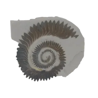 3D модель окаменелости Helicoprion, показывающая плотно свернутую спираль зубов на светло-сером каменном матриксе.