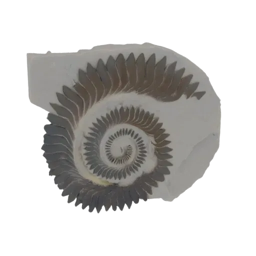 3D модель окаменелости Helicoprion, показывающая плотно свернутую спираль зубов на светло-сером каменном матриксе.