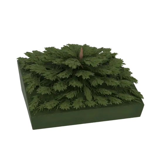 3D модель миниатюрной сосны с зеленой хвоей и коричневой шишкой на темно-зеленом квадратном основании, изолированная на черно