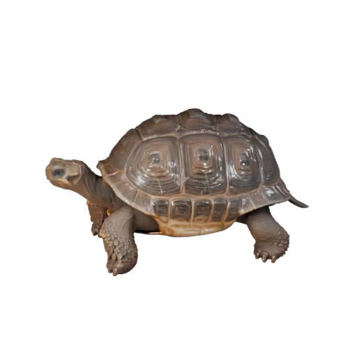 Мультяшная галапагосская черепаха 3D модель - Стилизованный ассет для анимации