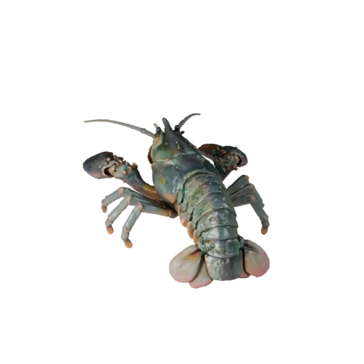 3D модель лобстера, вид сбоку, рендер дикой природы, готовый для Blender ассет животного с подводной реакцией кожи, толщиной