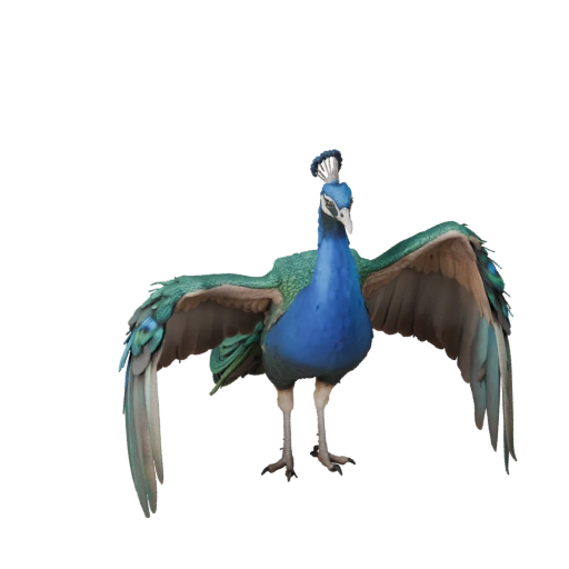 Реалистичный 3D модель павлина - rigged PBR ассет для игр | PBR