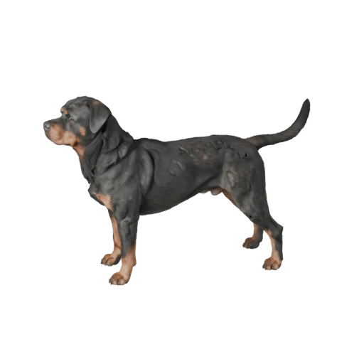 Собака породы Ротвейлер 3D Модель для Unity - Готовый игровой ресурс, FBX | PBR