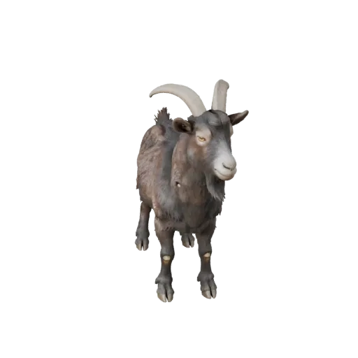 3D модель Козы, вид сбоку игровой камеры, готовый для Unity ассет животного с объемом груди, разделением копыт, расположением