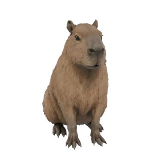 Реалистичная 3D модель капибары, сидящей вертикально с передними лапами на земле, на белом фоне.