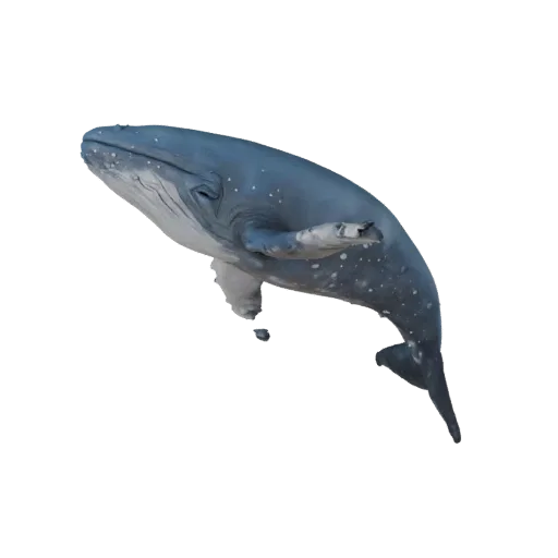 3D модель горбатого кита, рендер дикой природы сбоку, готовый для Blender ассет животного с мембранами плавников, сужением те