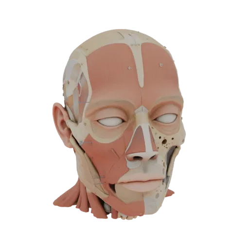 Реалистичная 3D-модель анатомии человеческой головы, трехчетвертной студийный рендер, показывающий нейтральные образовательны