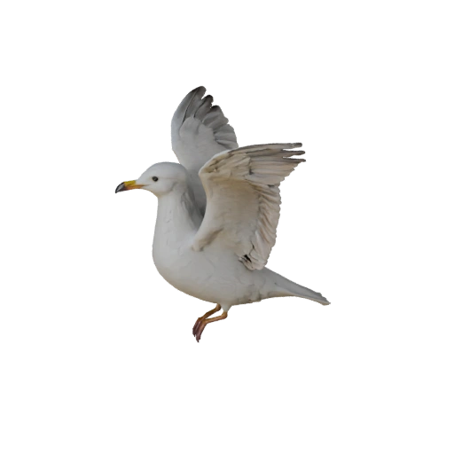 Высокополигональная 3D модель чайки - Детальный STL ресурс для печати