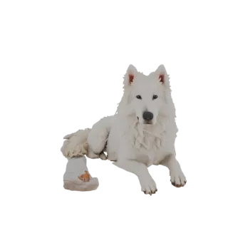 3D model of a white shepherd dog lying down, wearing a boot with a fox design on its paw.