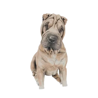 3D модель палевого шарпея с глубокими морщинами, сидящего и смотрящего вперед.