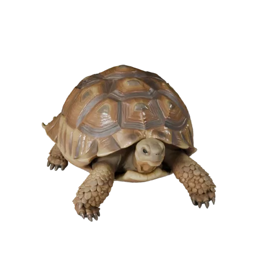 3D модель Черепахи пустынной, вид сбоку, рендер дикой природы, готовый для Blender ассет животного с узорами панциря, гребням