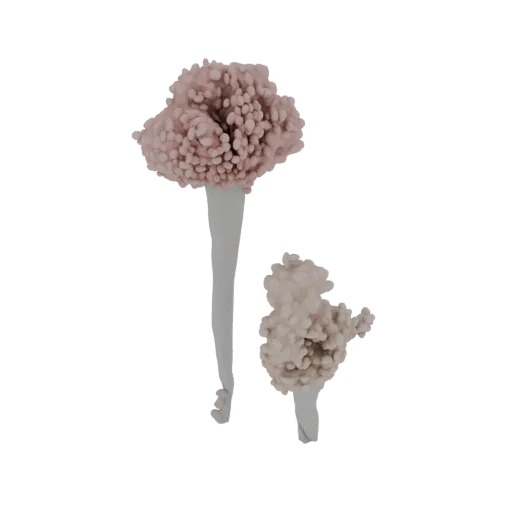 3D модель головки спороношения Aspergillus niger, показывающая вздутую везикулу, покрытую темными сферическими конидиями, на